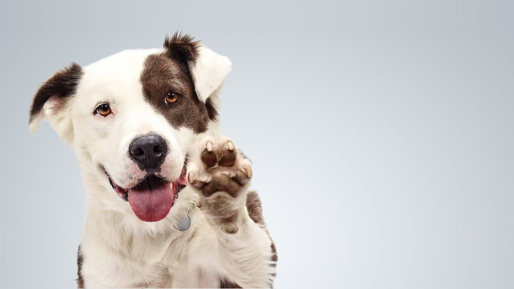 Dog Adoption Design&nbsp;Research